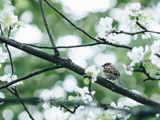 汪汪队大金块是哪一季
